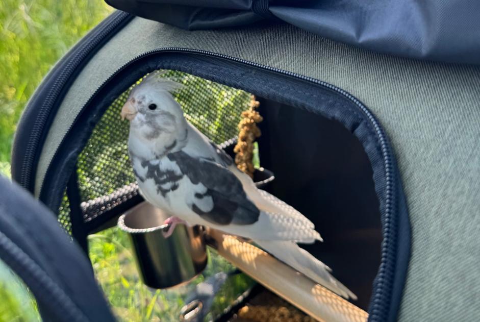 Disappearance alert Bird Male , 2026 years Berlin Germany Disappearance alert Bird Male , 2026 years Berlin Germany